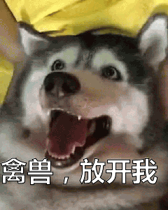 哈士奇:禽兽,放开我表情包