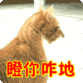 哼,我不生气表情包