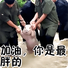 加油,你是最胖的表情包