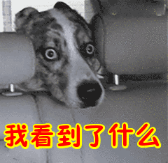 我看到了什么表情包动态gif表情图片 - 找表情上表情家