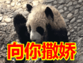搞笑:向你撒娇表情包