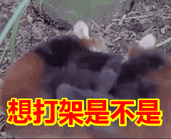 首页 搞笑表情包 想打架是不是表情包     