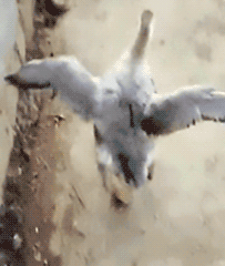 公鸡,摇头晃脑的表情包动态gif表情图片 - 找表情上