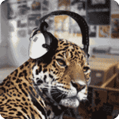 嘚瑟,老虎,听音乐,豹子的表情包动态gif表情图片 - 找