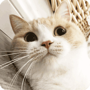 猫,眨眼睛的表情包动态gif表情图片 - 找表情上表情家