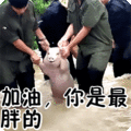 搞笑:加油,你是最胖的表情包
