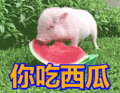 猪吃西瓜gif图片